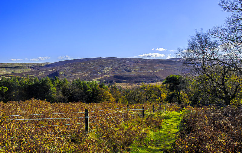 Wild Moor